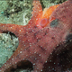 An octopus